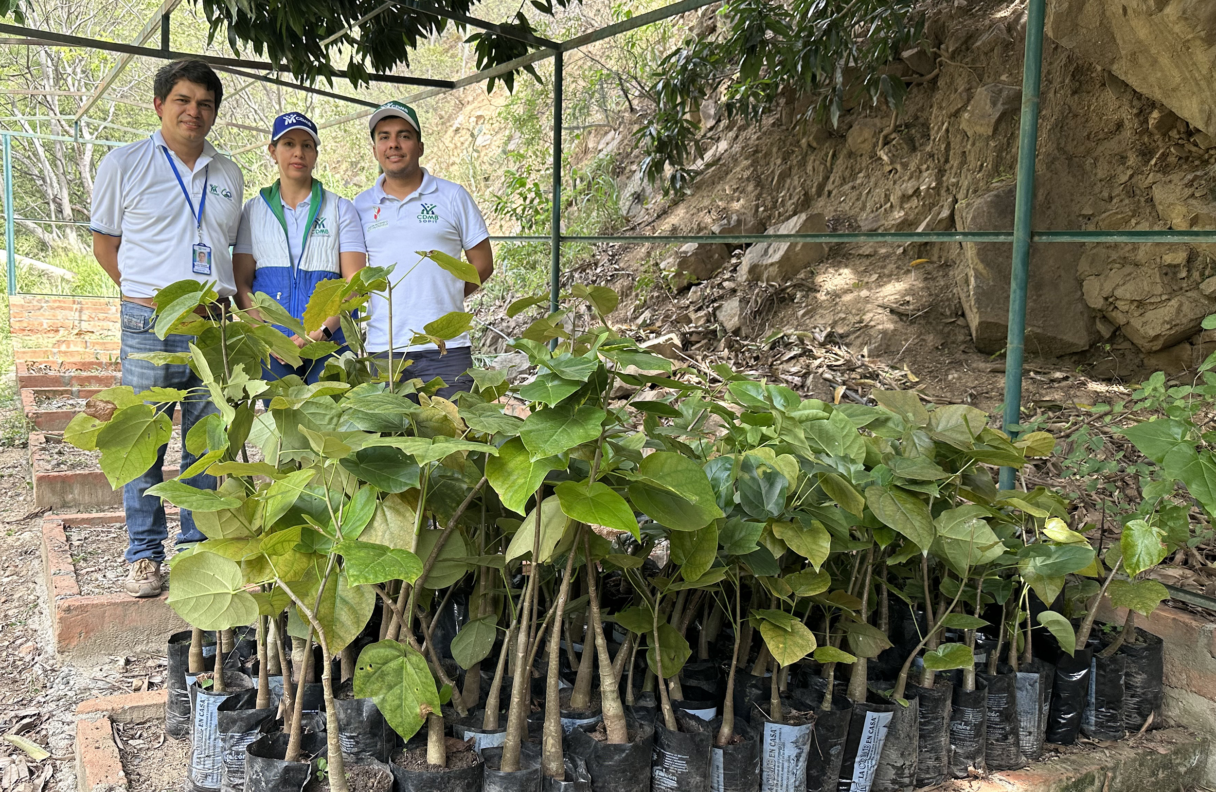 CDMB fortalece la conservación de la Ceiba Barrigona en alianza con el Parque Acuático Menzulí